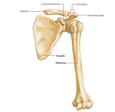 metal brackets pulled from left scapula|scapular shoulder blade.